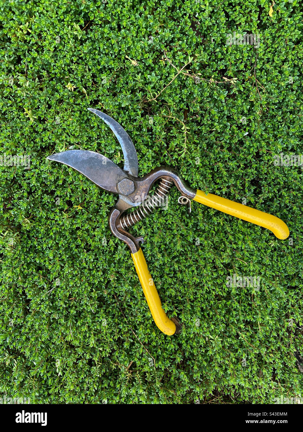Small pruning shears used in gardening laying on lush green ground cover. - Smartphone Captured Stock Image