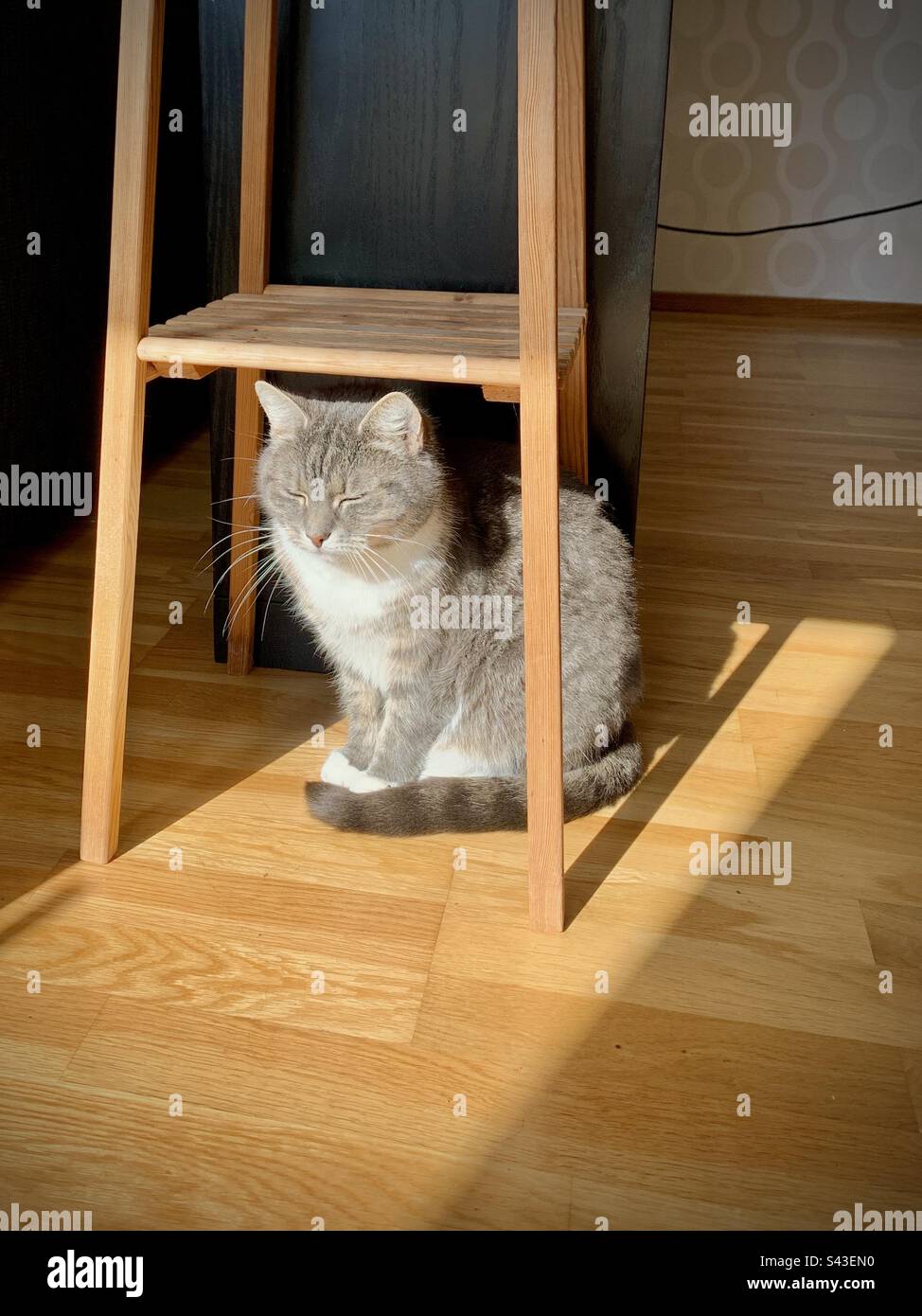 A sleepy little house cat kitten warming itself indoors in hot warm sunshine - Smartphone Captured Stock Image