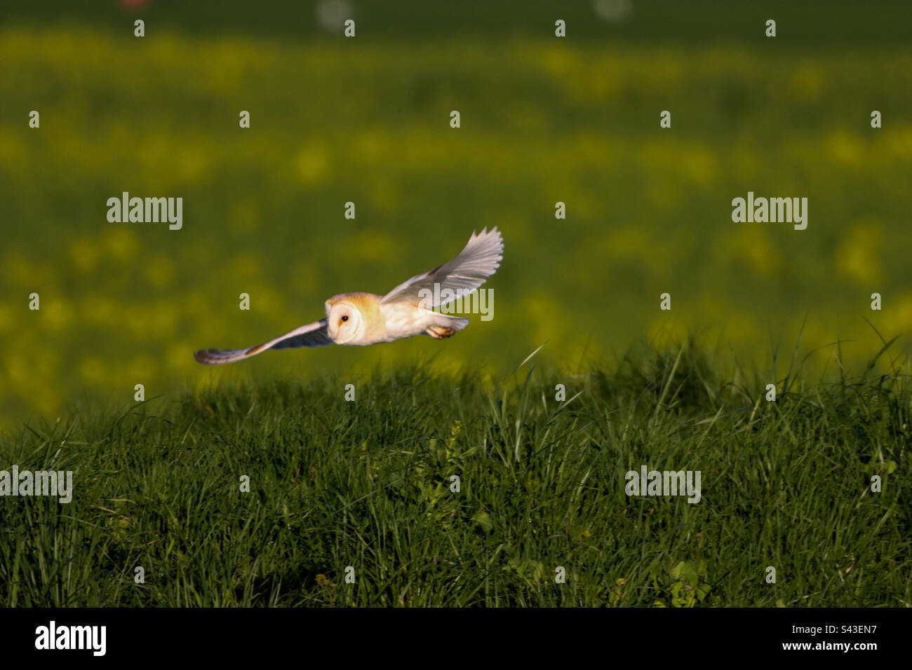A beautiful Barn Owl in flight - Smartphone Captured Stock Image