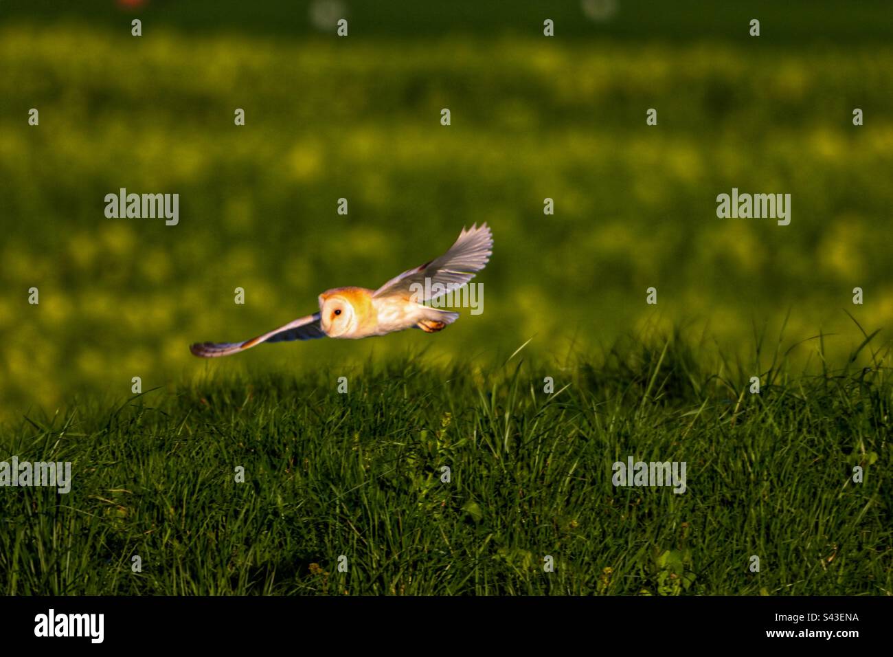 A beautiful Barn Owl in flight - Smartphone Captured Stock Image