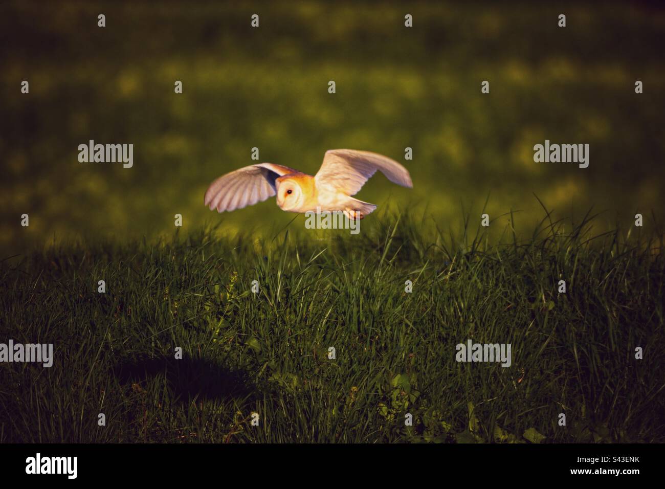 A beautiful Barn Owl in flight - Smartphone Captured Stock Image