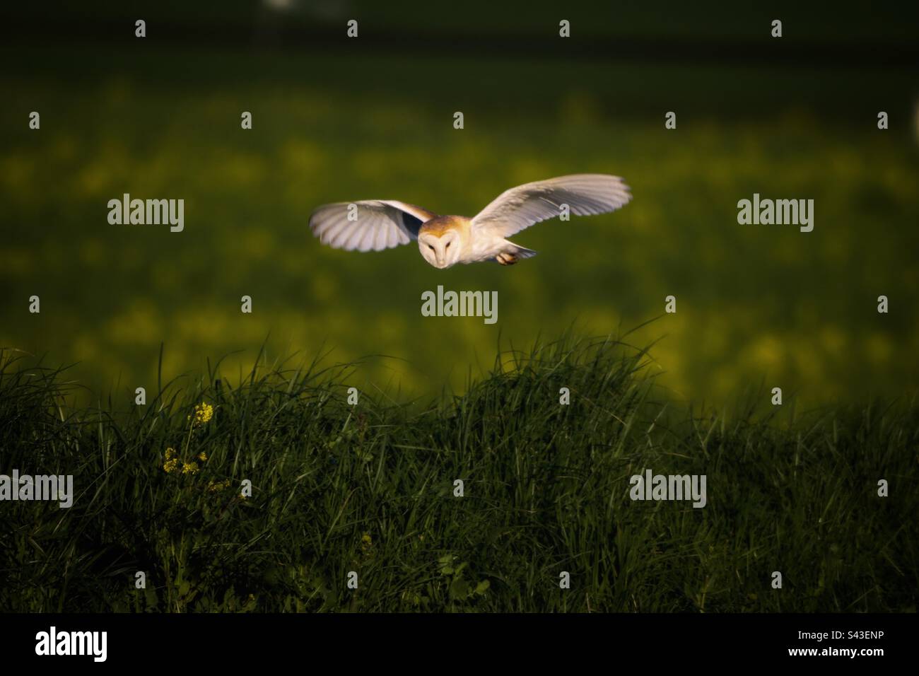 A beautiful Barn Owl in flight - Smartphone Captured Stock Image