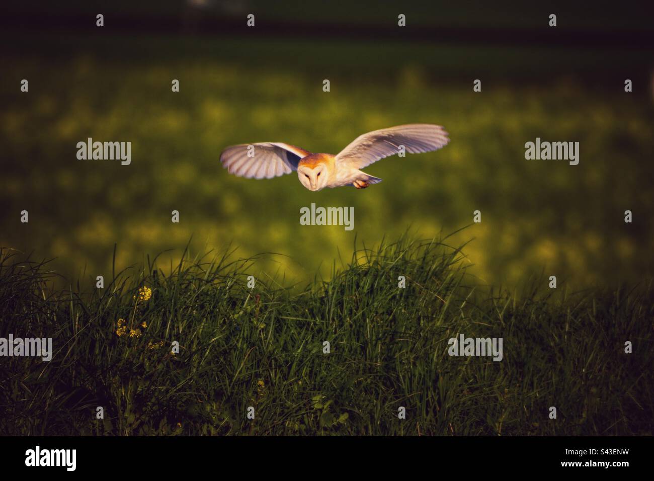 A beautiful Barn Owl in flight - Smartphone Captured Stock Image
