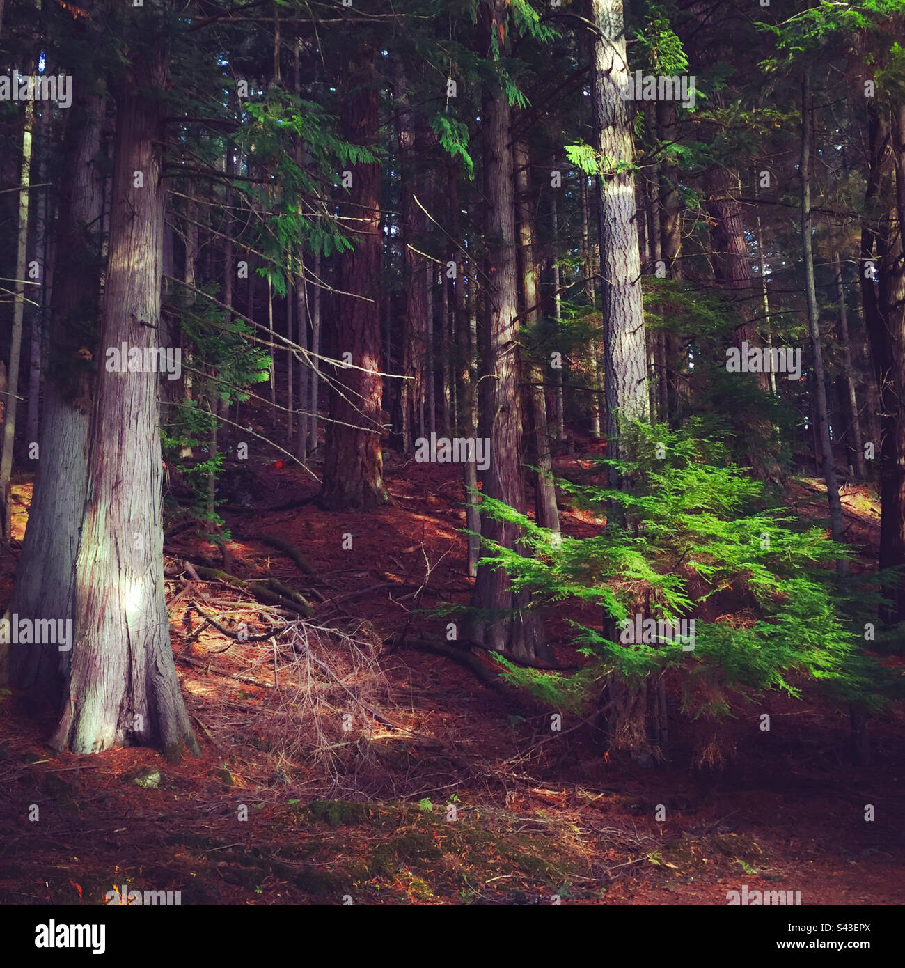 Forest scene in the Pacific Northwest - Forest Scene In The Pacific Northwest United States S43EPX