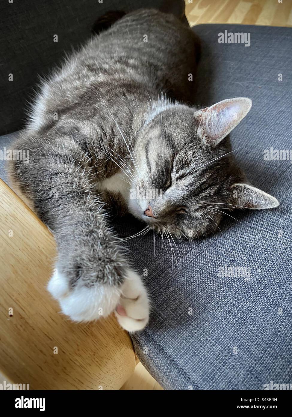 A sleepy little house cat kitten warming itself stretched out stretching on an armchair - Smartphone Captured Stock Image