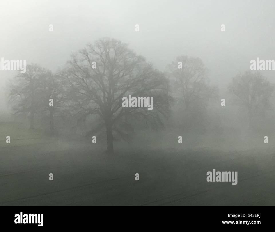 Foggy Morning! Härkingen! Switzerland! - Smartphone Captured Stock Image