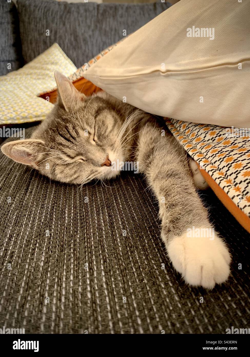 A sleepy little house cat kitten warming itself stretched out on a sofa under some pillows looking human like - Smartphone Captured Stock Image