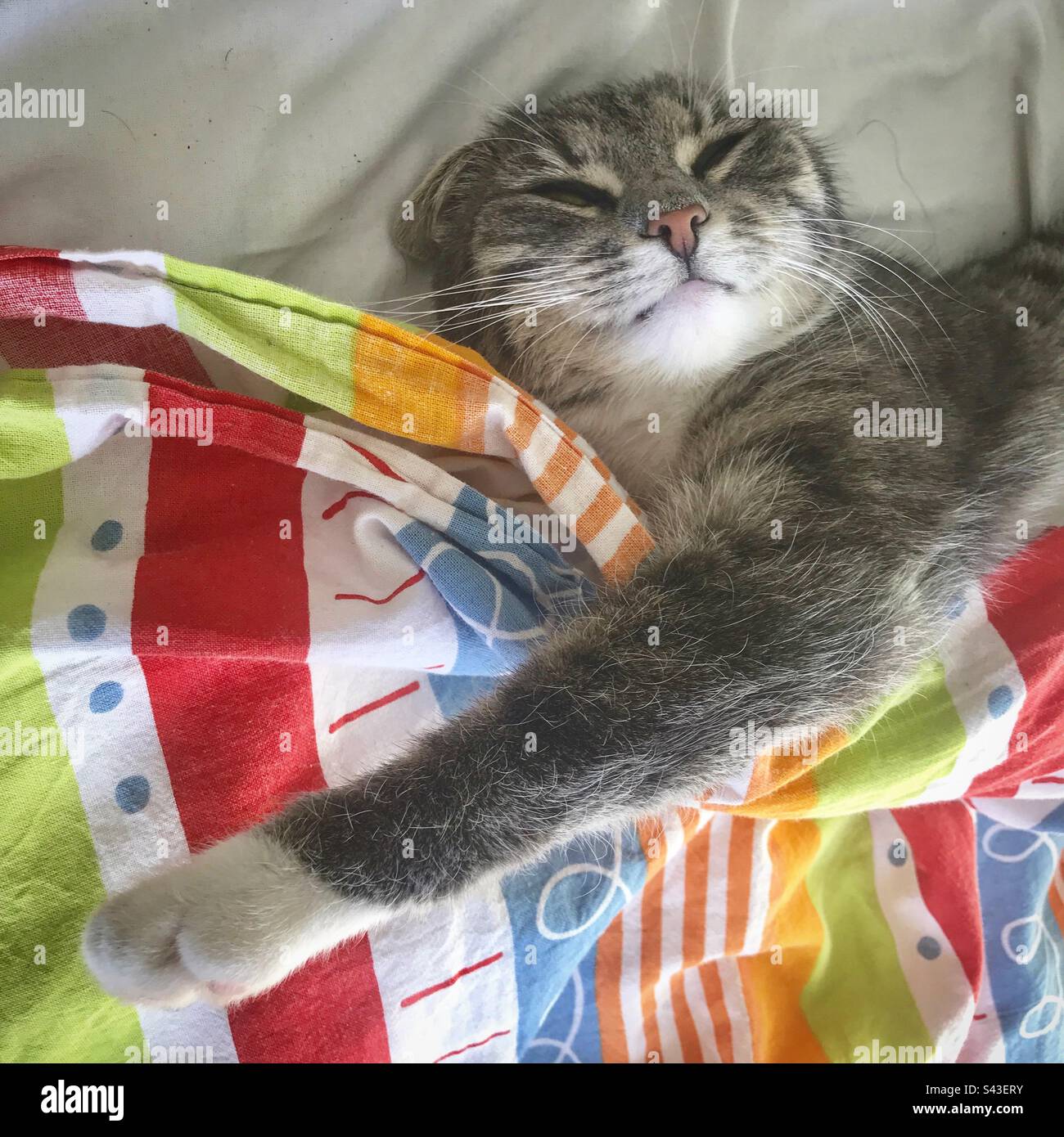 A sleepy little house cat kitten warming itself stretched out in a bed under a duvet looking human like and very funny - Smartphone Captured Stock Image