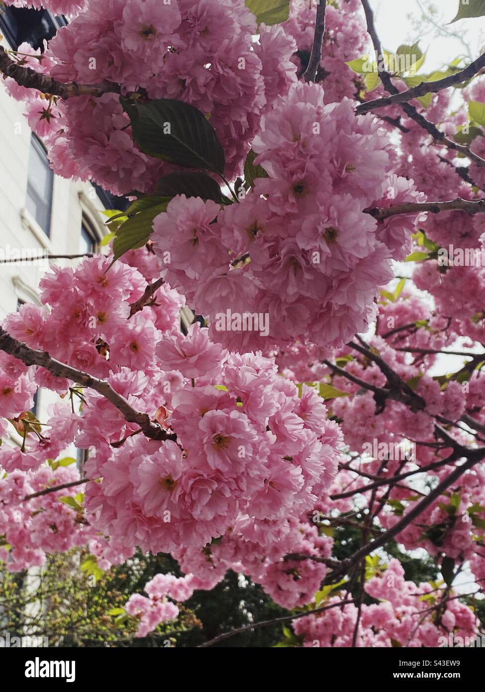 Spring cherry blossoms in full bloom on city street Stock Photo - Alamy