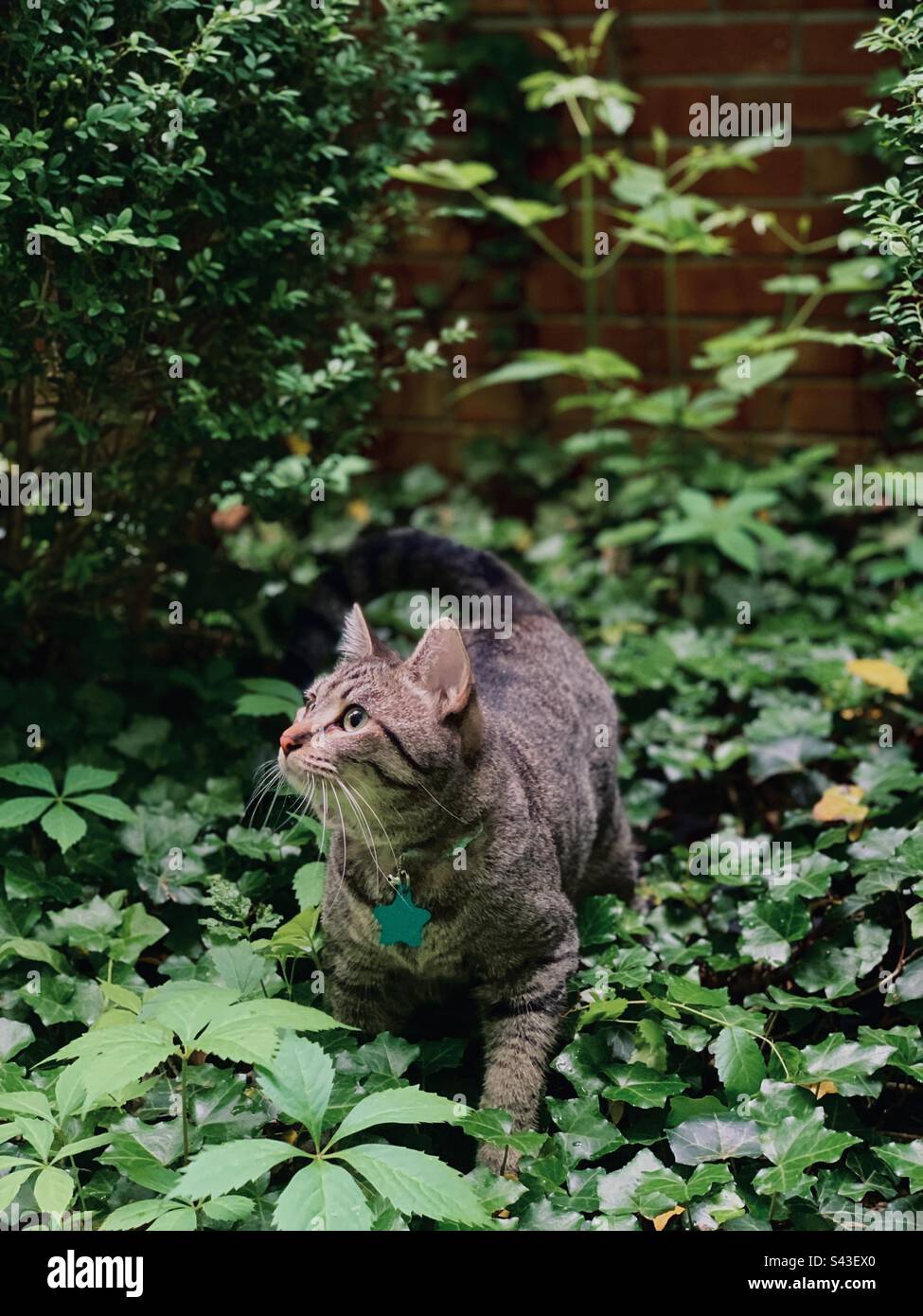 Cat in ivy Stock Photo Alamy