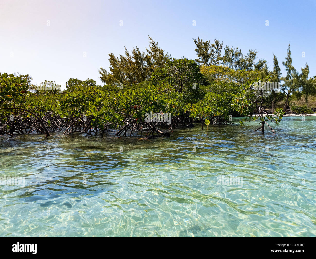 Mangroves growing through the Indian Ocean, Mauritius - Smartphone Captured Stock Image