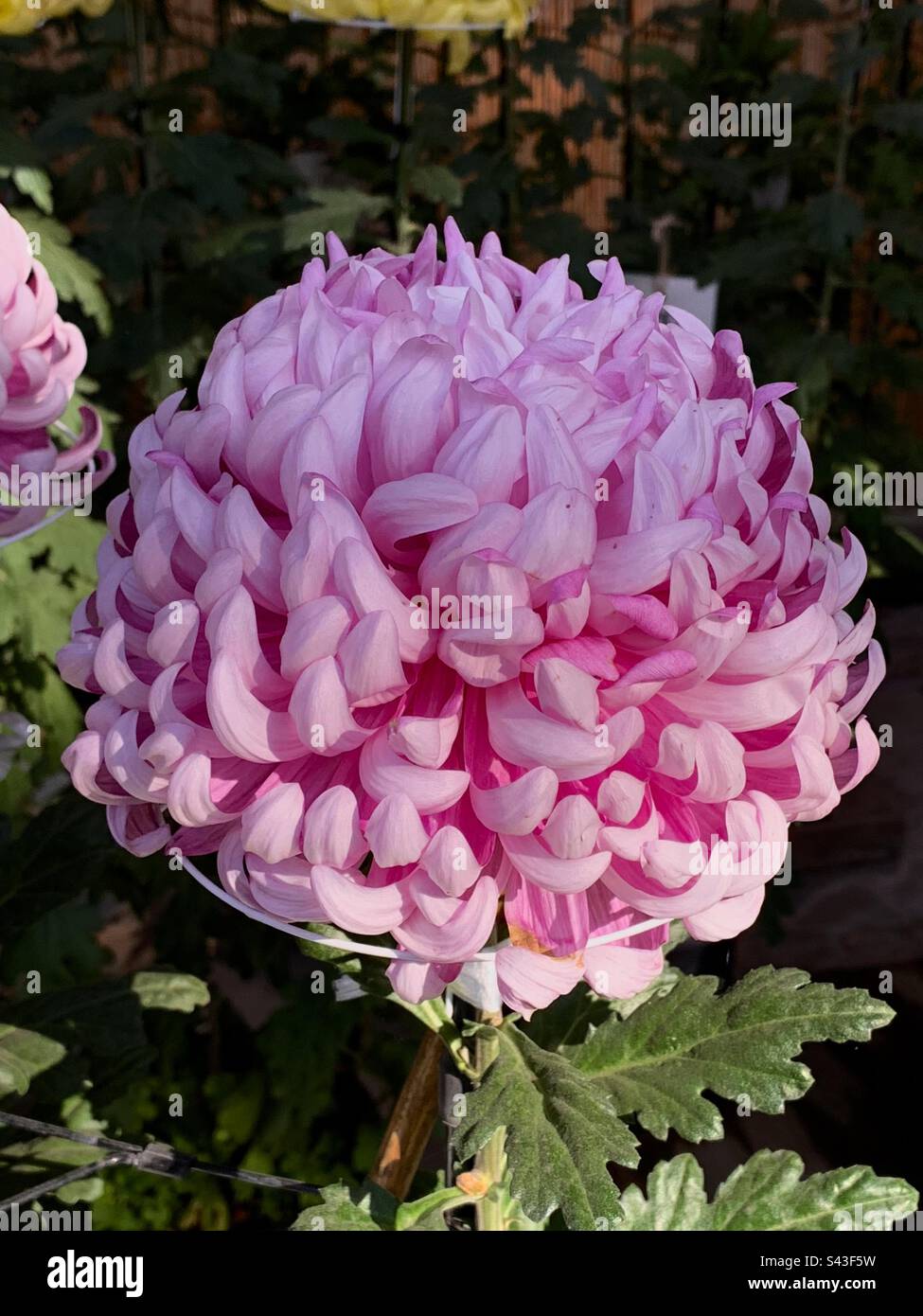 Chrysanthemum × morifolium Stock Photo Alamy