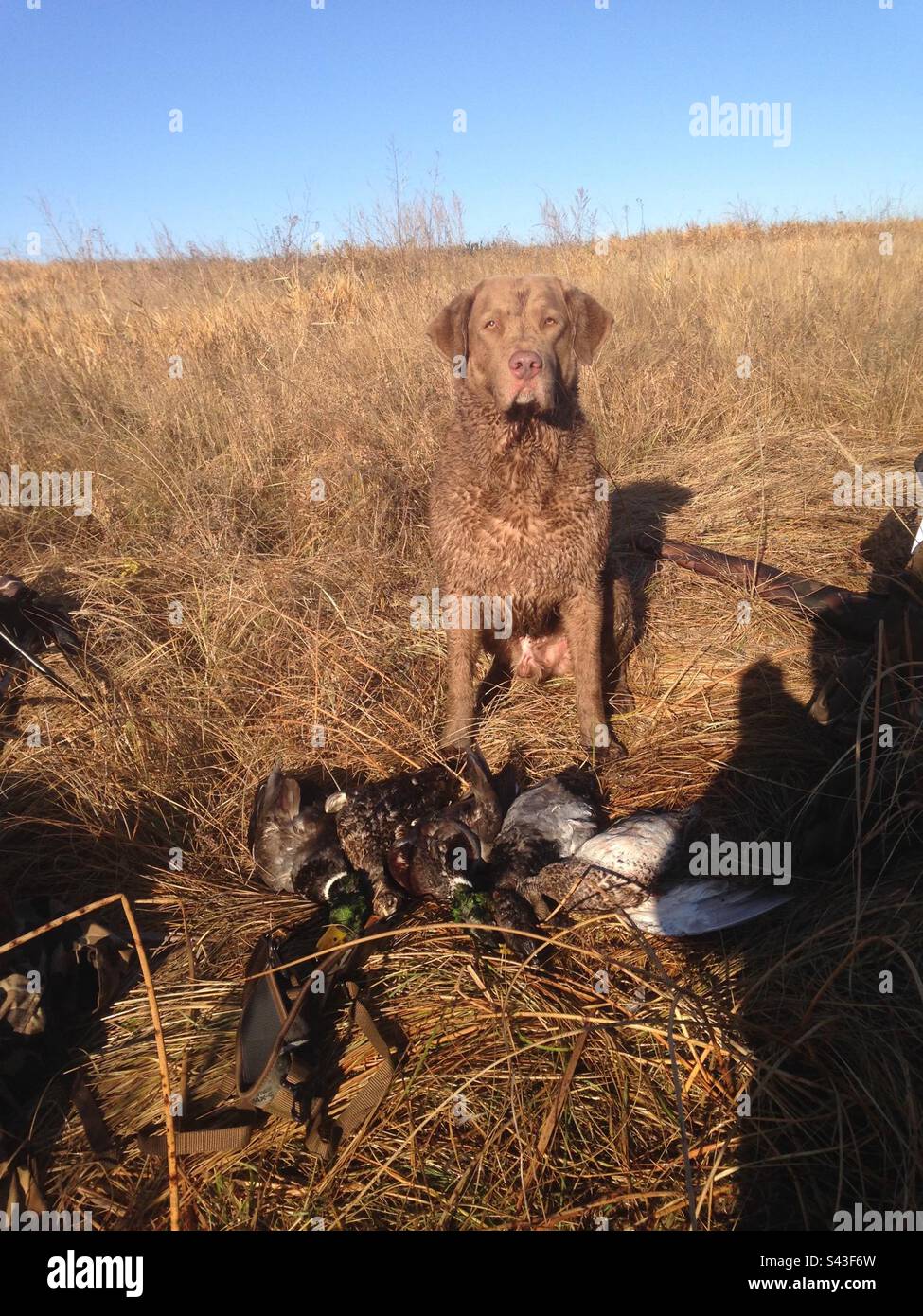 Duck hunting best sale chesapeake bay retriever