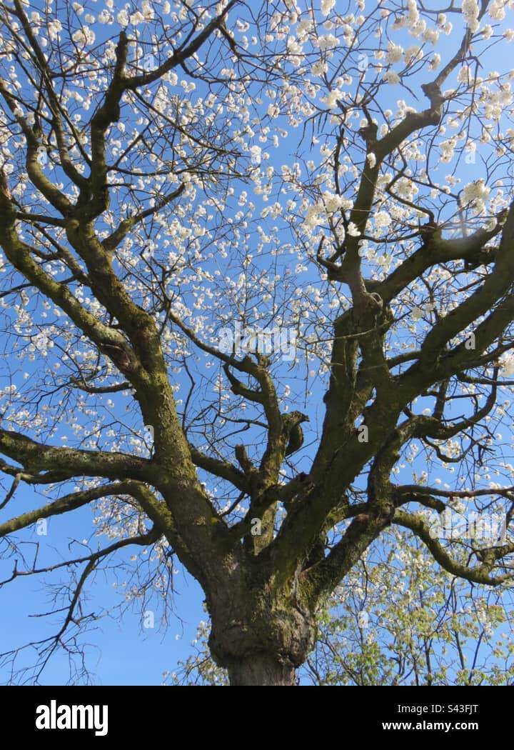 Cherry Blossom! Switzerland! - Smartphone Captured Stock Image