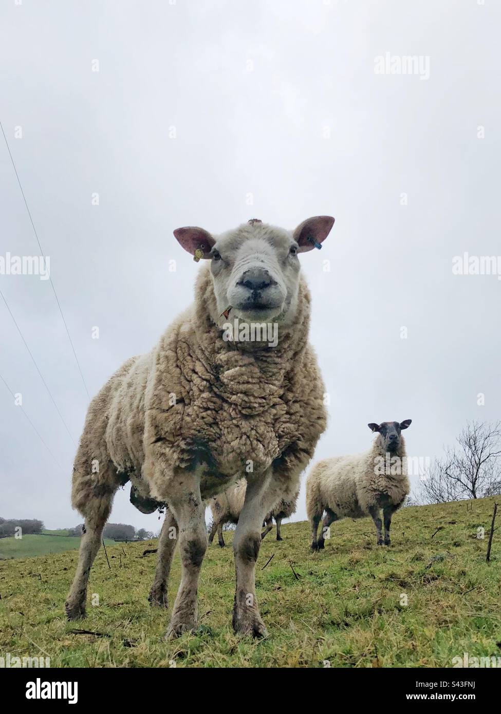 A flock of sheep looking directly at the camera from a low angle - Smartphone Captured Stock Image