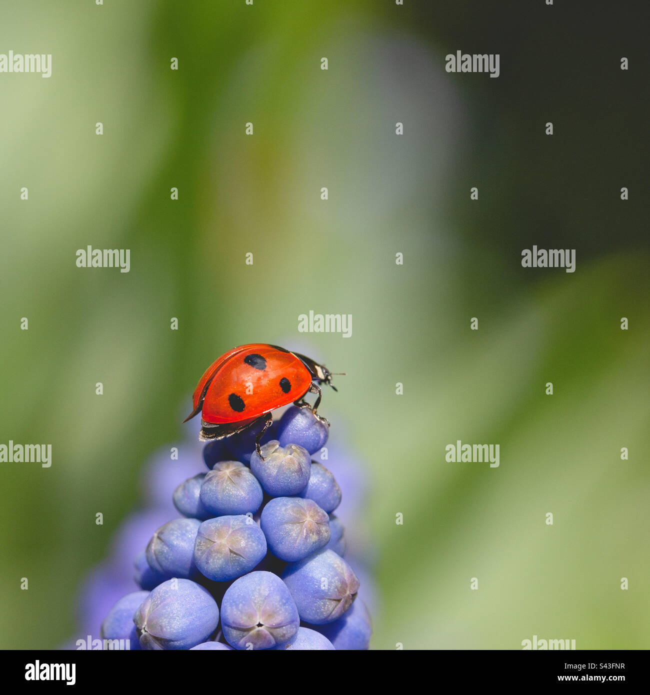 A ladybird or ladybug beetle sat on top of a colourful blue Muscari flowerhead with copy space Stock Photo