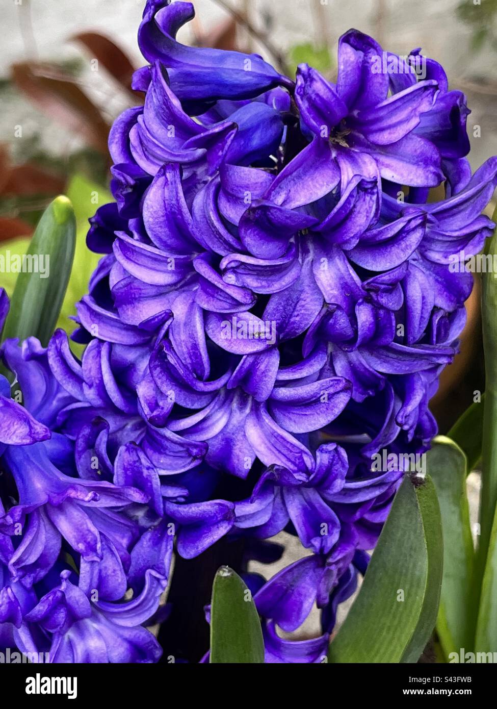 A gorgeous hyacinth bulb. April 2023 - Smartphone Captured Stock Image