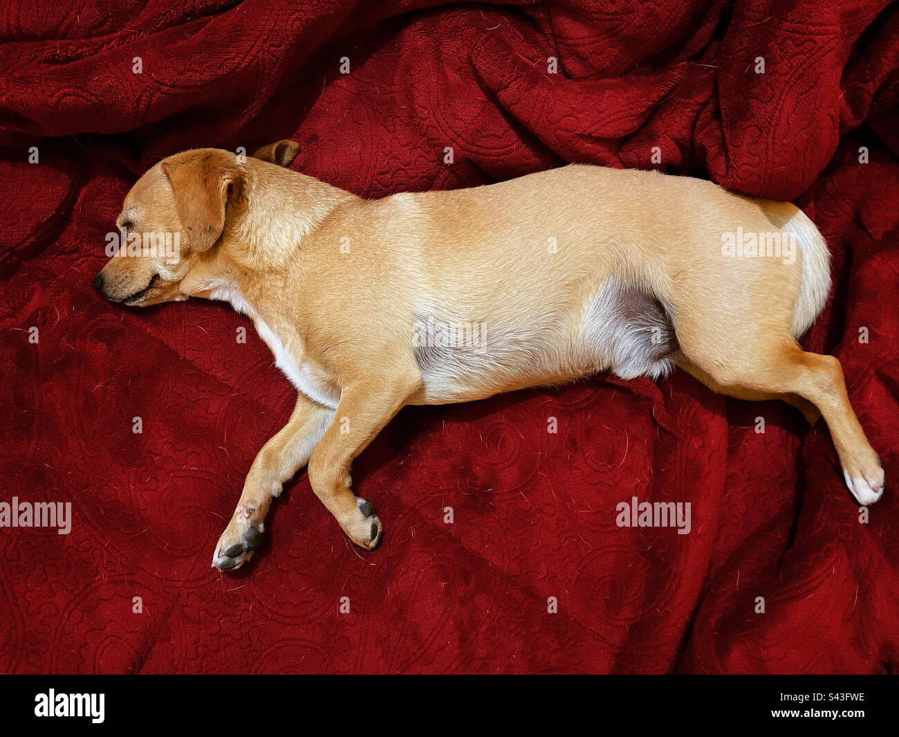 A chihuahua dog rests in a red bed in Queretaro, Mexico - Smartphone Captured Stock Image