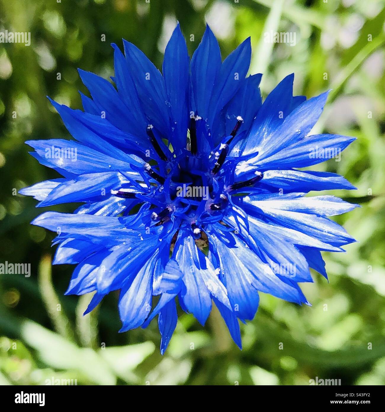 Blue wild flower hi-res stock photography and images - Alamy