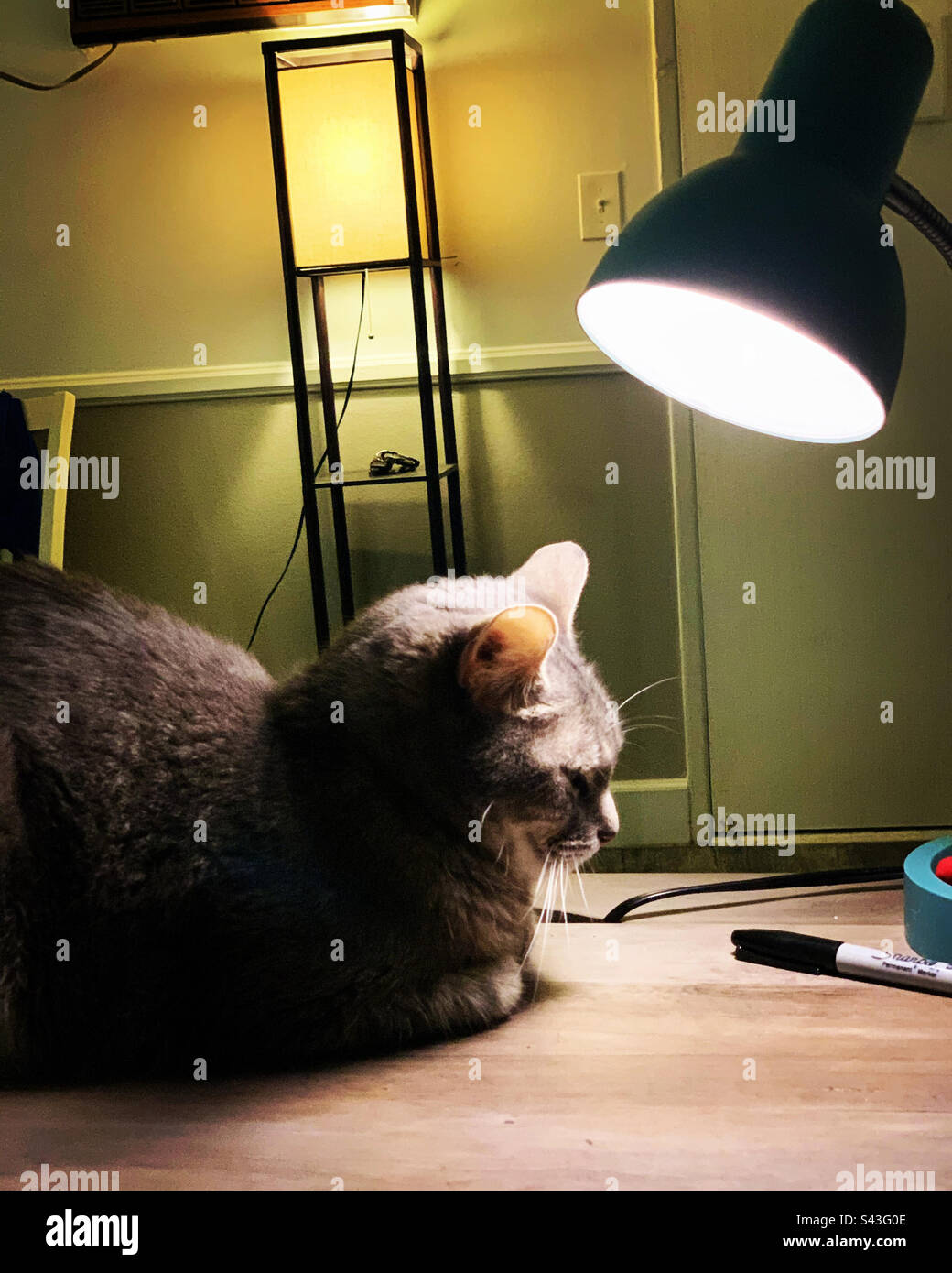 Cat under the lamp hires stock photography and images Alamy