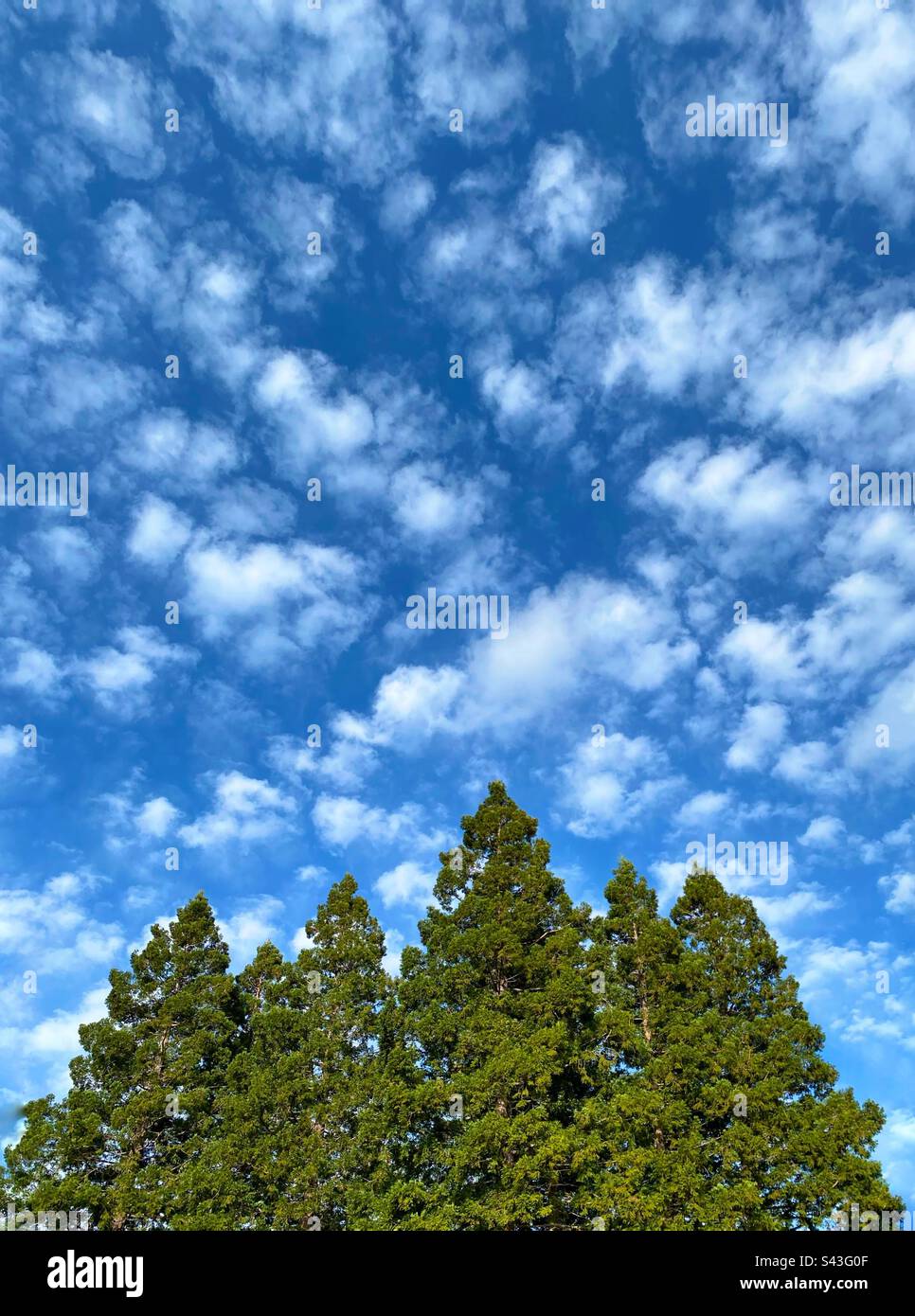 Blue sky with clouds over redwood trees - Smartphone Captured Stock Image