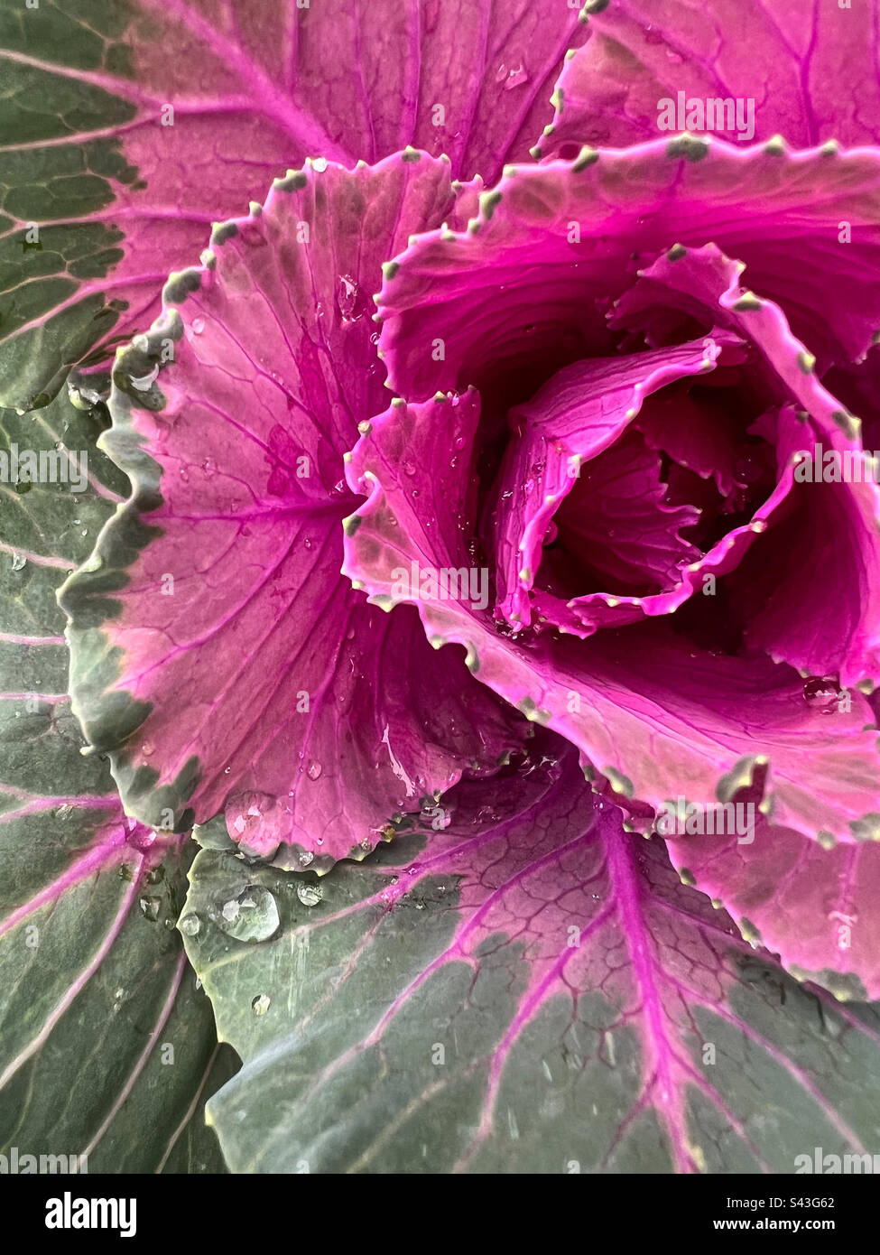 Ornamental kale with some rain drops Stock Photo