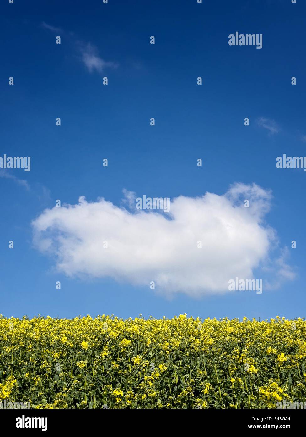Low flying cloud - Smartphone Captured Stock Image