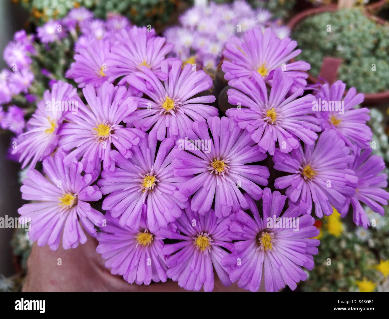 Flowering Conophytum. Stock Photo
