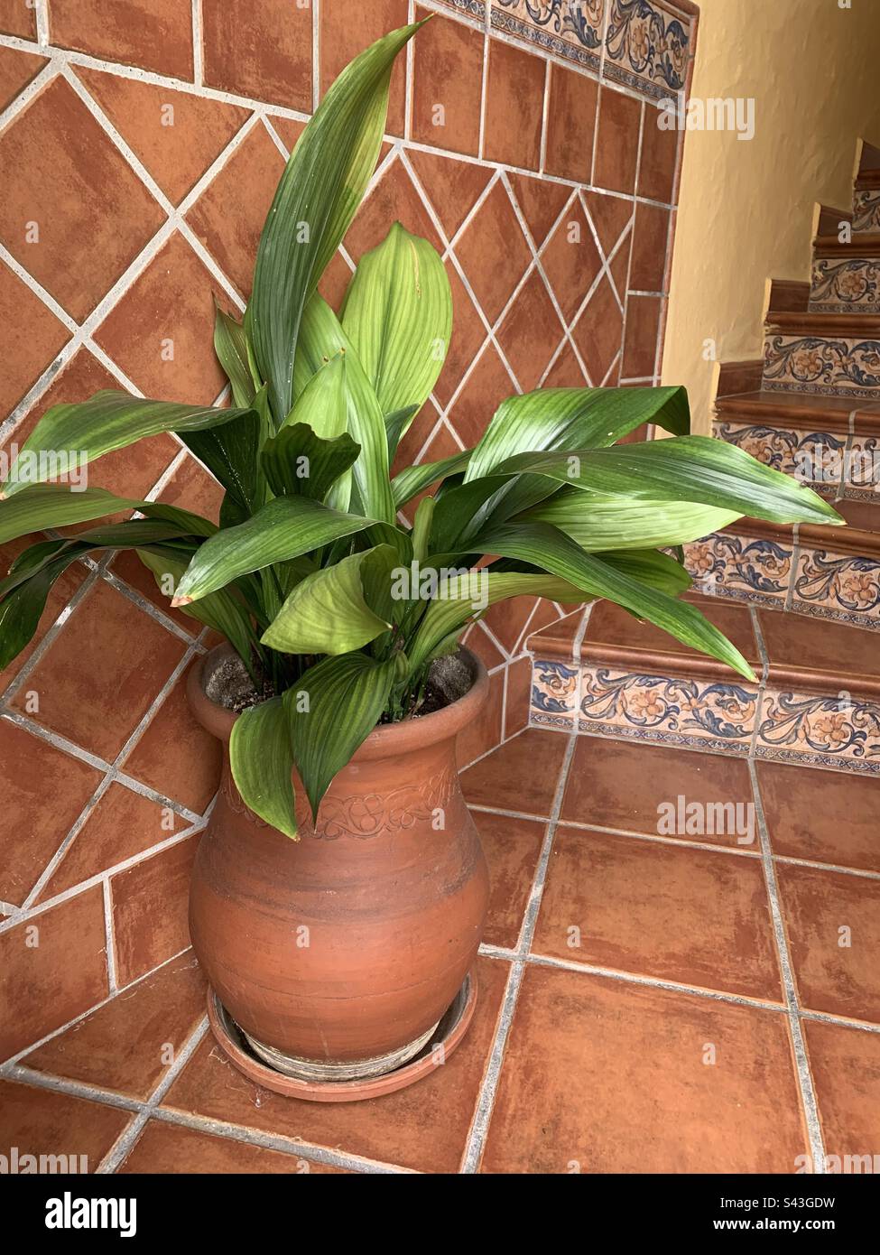 Potted plant in tan colour front entrance - Smartphone Captured Stock Image