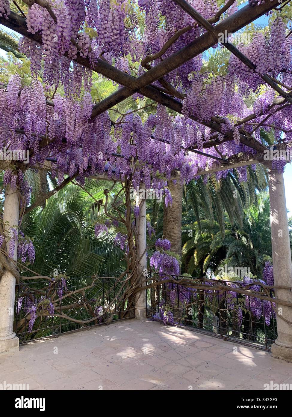 Purple wisteria flowers hanging in garden Stock Photo Alamy