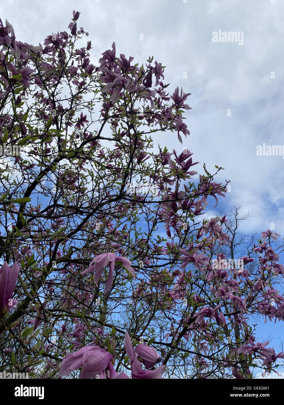 Blossoming tree at Muncie, Indiana Stock Photo