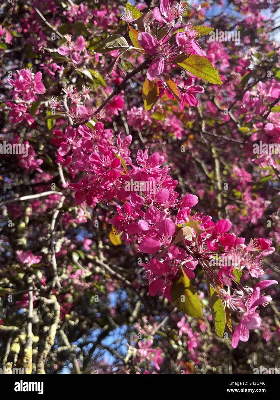 Crab Apple Tree Blossom Stock Photo Alamy