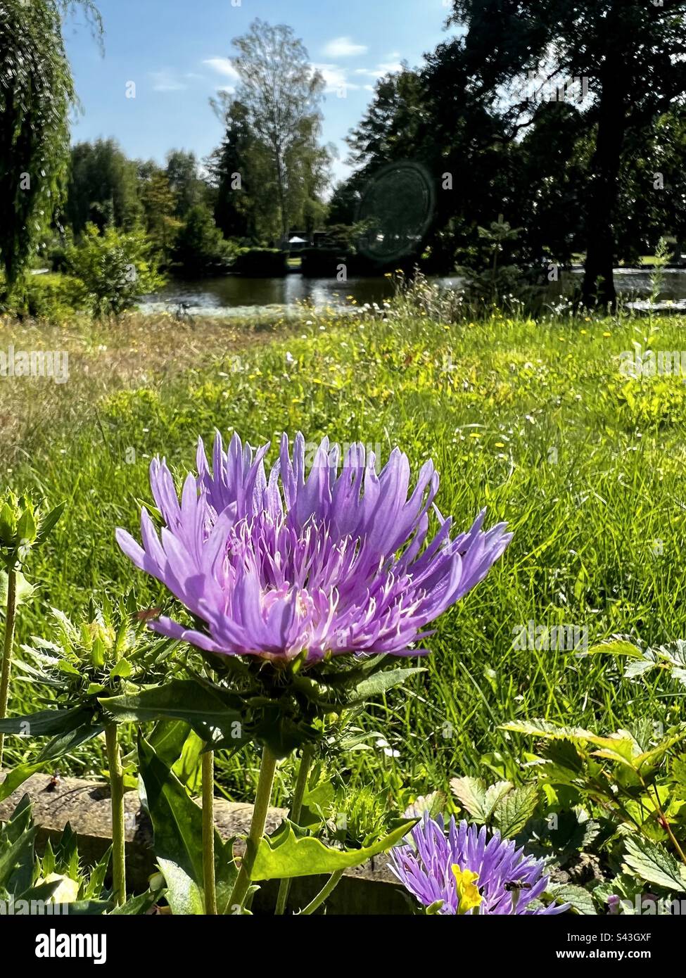 Purple flower with grass hi-res stock photography and images - Alamy