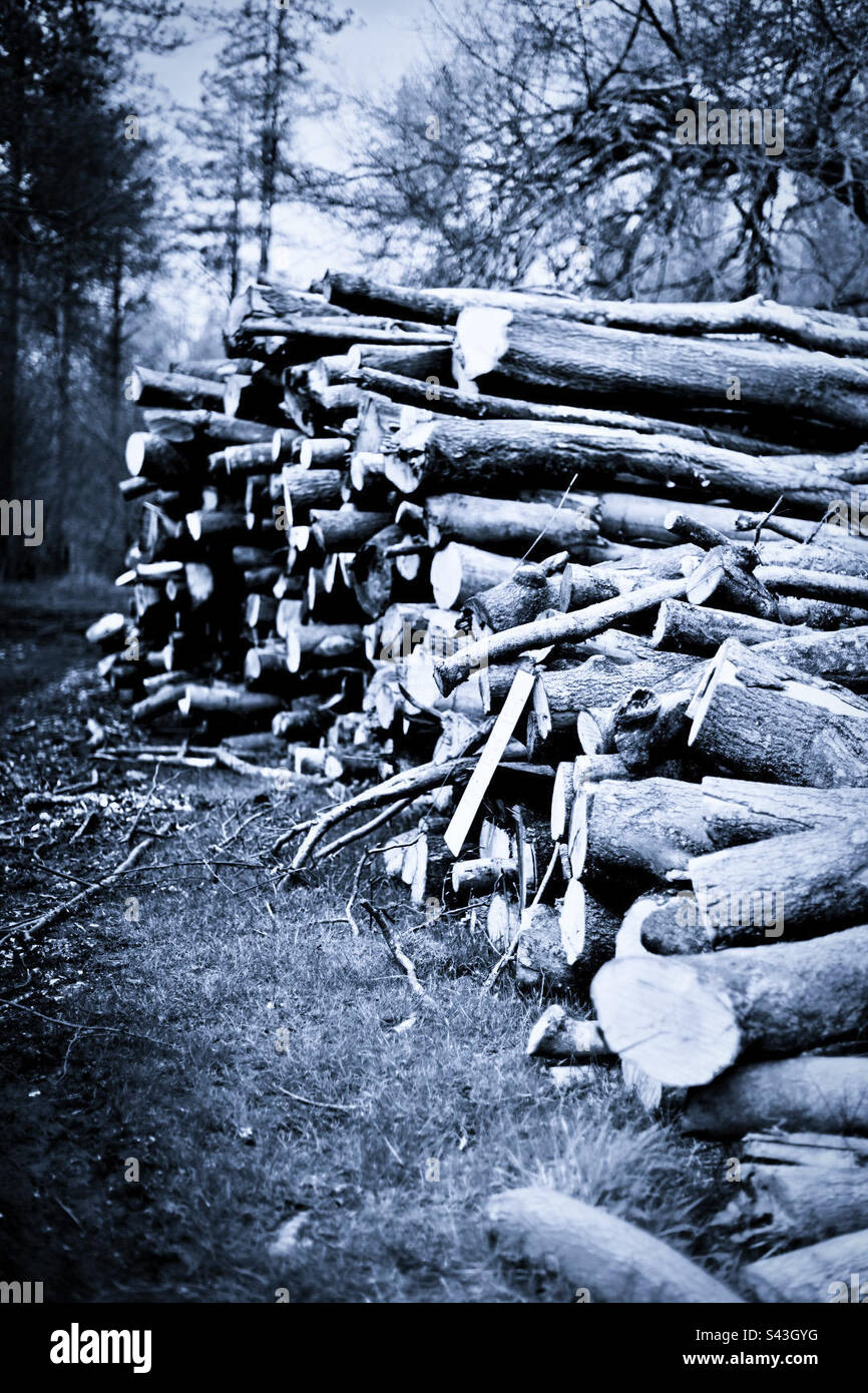 A large pile of sawn logs by a track in the Chiltern Hills in England Stock Photo