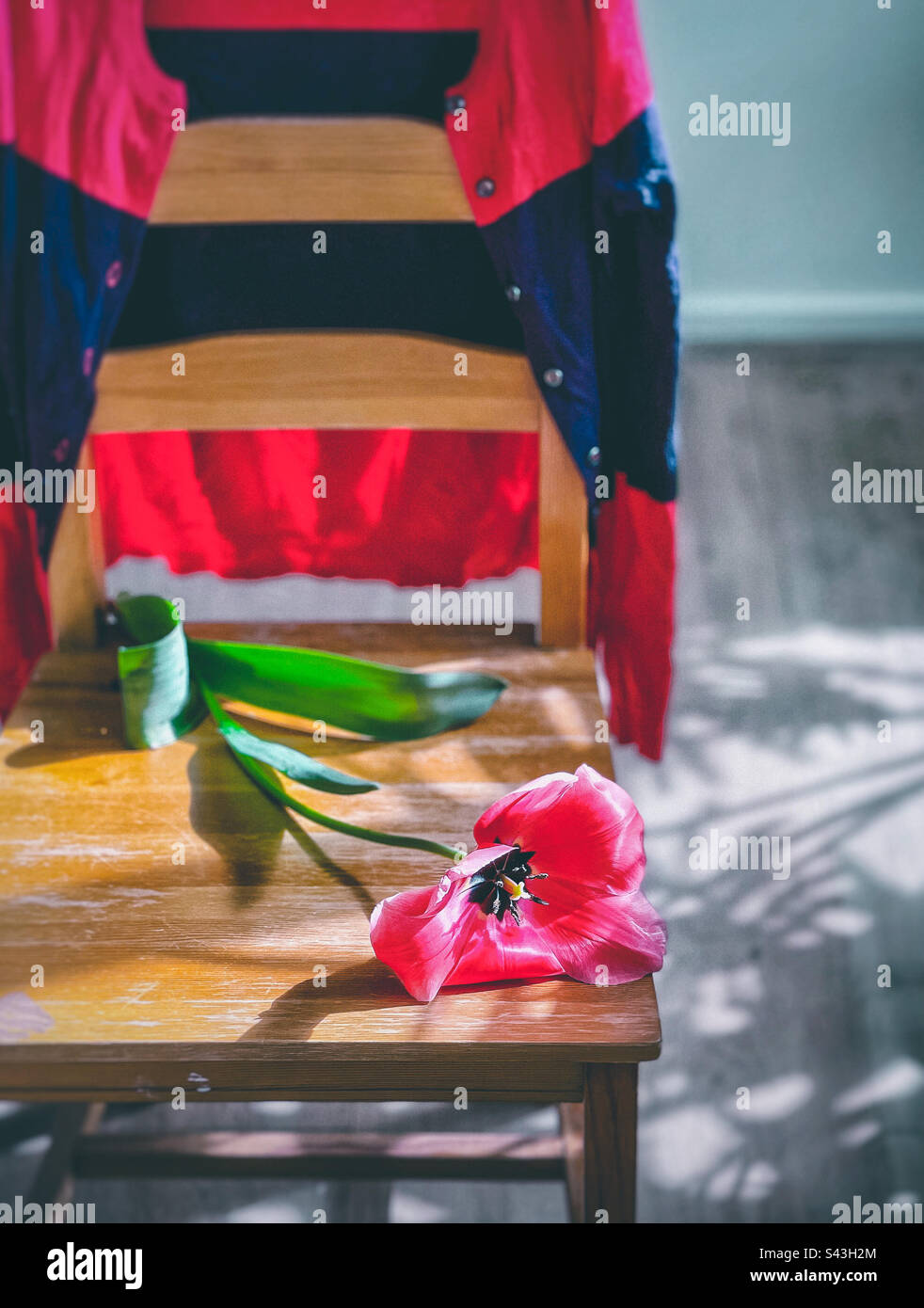 Single red tulip on a wooden chair with a striped red and purple cardigan hanging on the back of the chair on shadow patterned wooden floor. - Smartphone Captured Stock Image