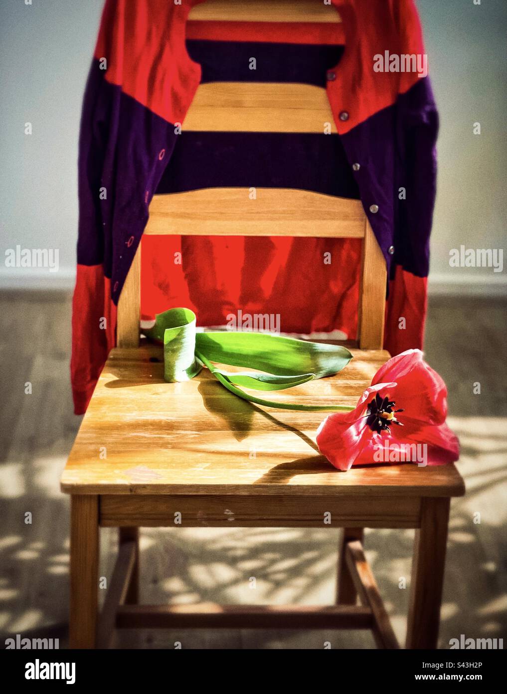 Close-up of a single red tulip flower on the seat of a wooden chair with a striped red and purple cardigan draped over the back of the chair on shadow patterned wooden floor. - Smartphone Captured Stock Image