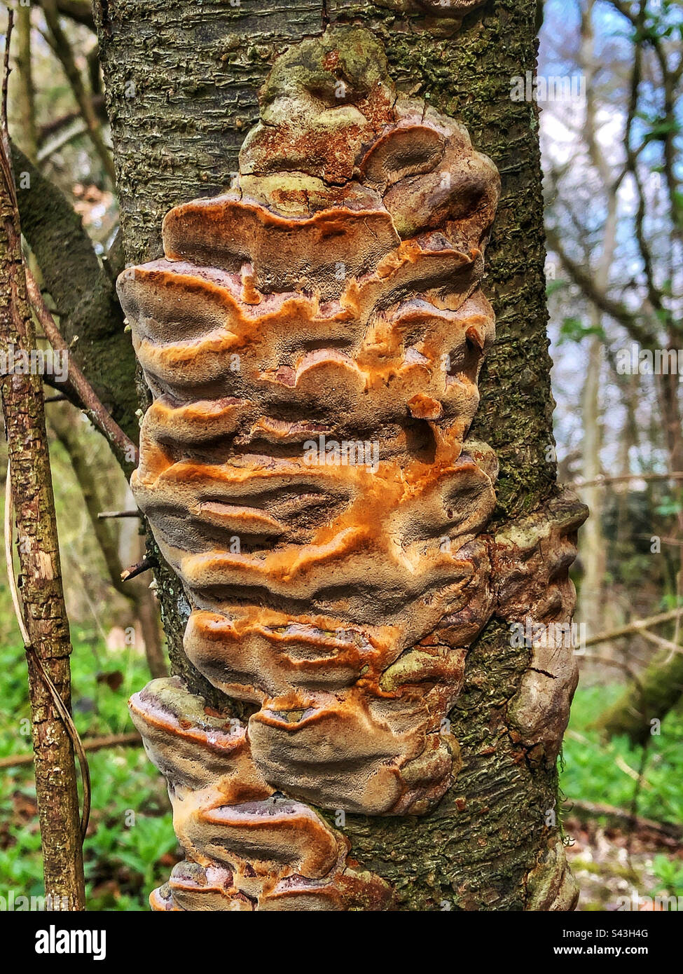 Cushion bracket fungus (Phellinus pomaceus) growing on blackthorn at Farley Mount Hampshire United Kingdom Stock Photo