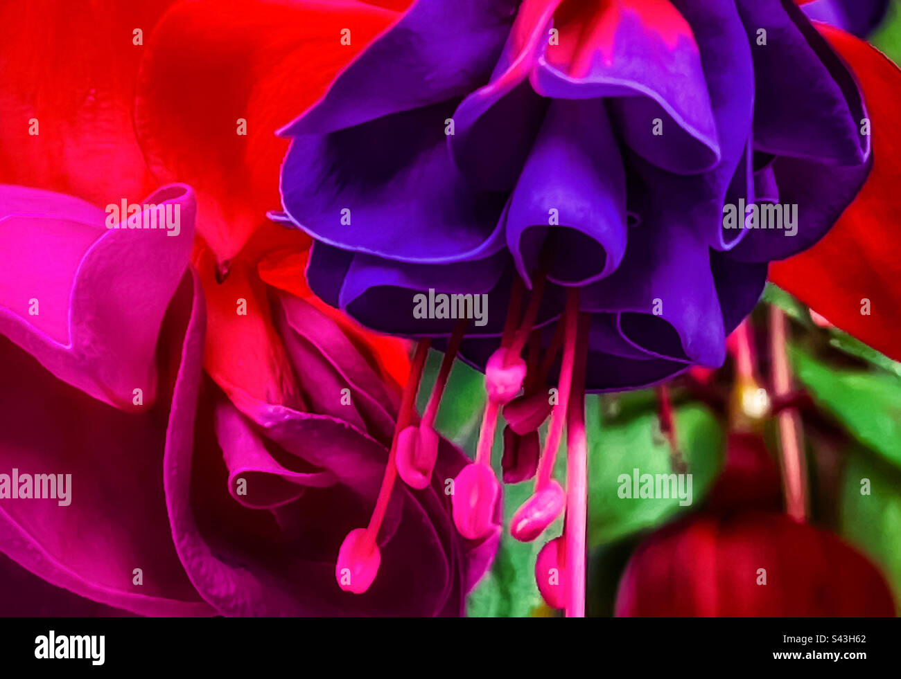 Close-up of multicolored fuchsia flowers, leaves and bud. - Smartphone Captured Stock Image
