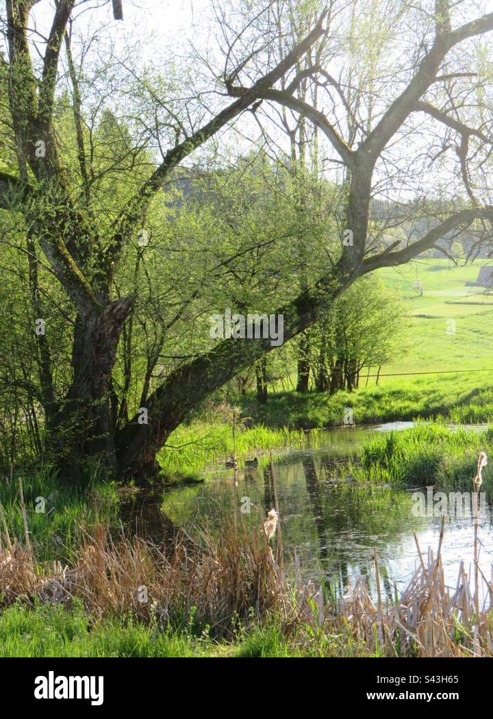 Idyllic pond! Switzerland! - Smartphone Captured Stock Image