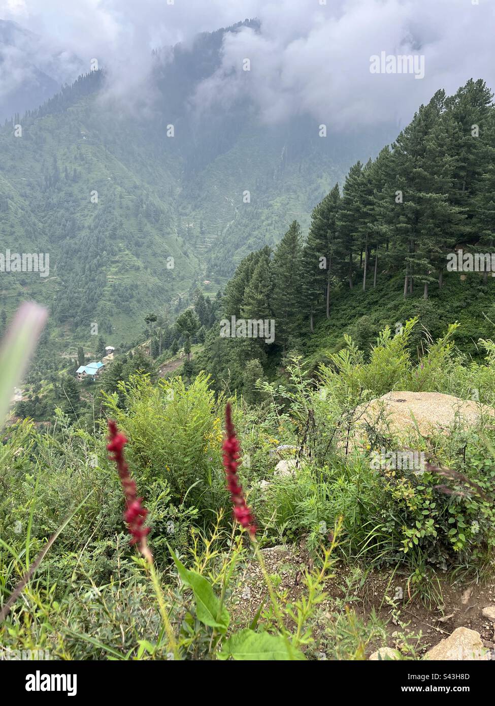 Glowing flowers on the mountains. Stock Photo