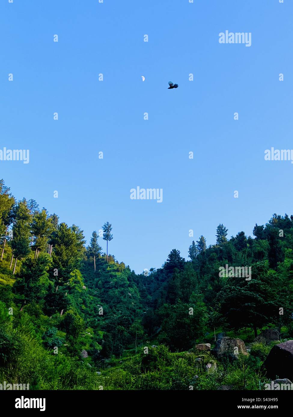 Bird flying in the presence of moon - Smartphone Captured Stock Image