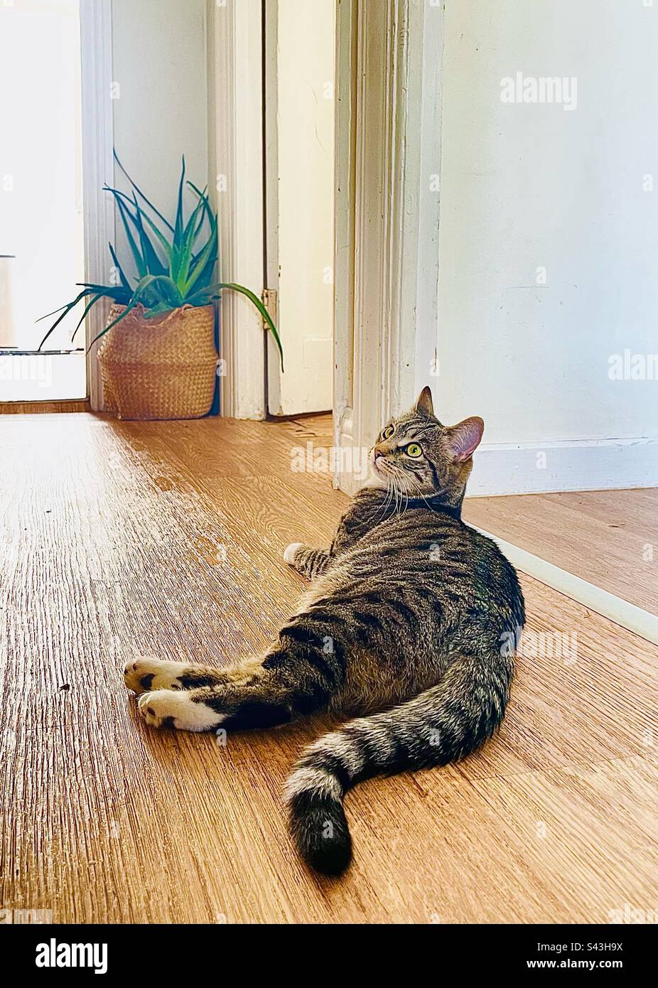 A cat relaxing at home. - Smartphone Captured Stock Image