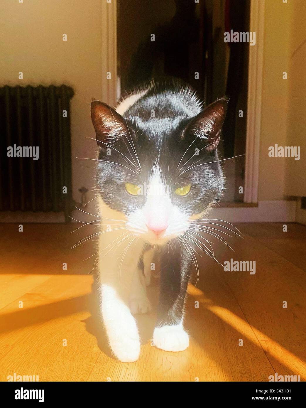 Cat on the Prowl - Smartphone Captured Stock Image