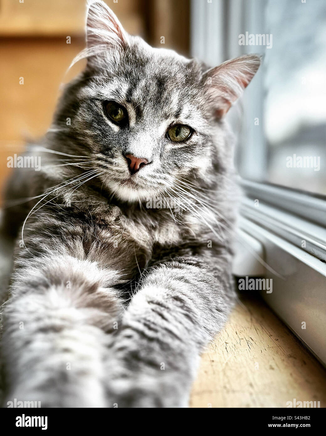 Fluffy grey cat looking at camera Stock Photo
