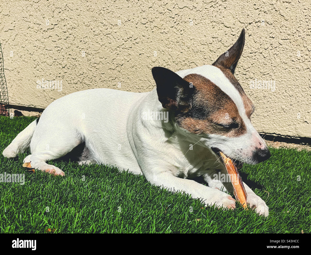 Low angle view of a small dog chewing on a bully stick outdoors. Stock Photo