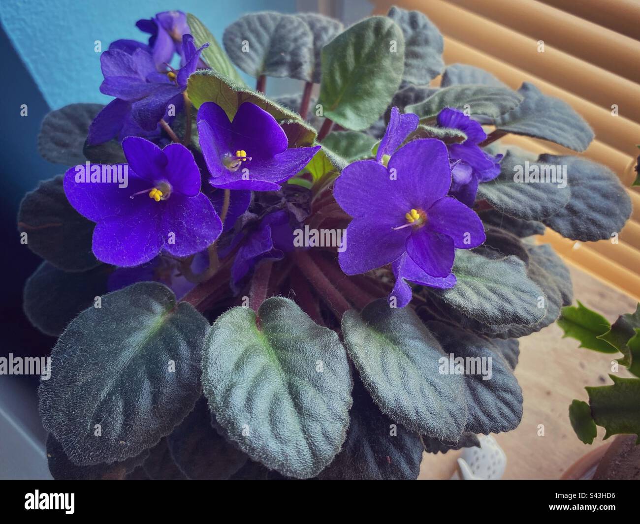 African violet blossoming with bright purple flowers. - Smartphone Captured Stock Image