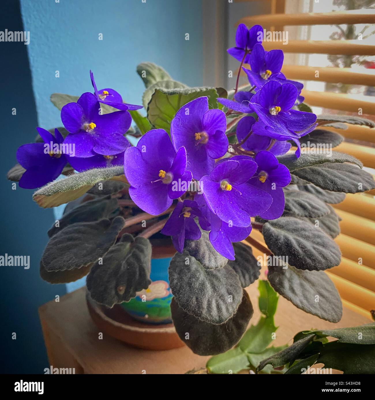 Blossoming African Violet with bright purple flowers at a home window in Munich, Germany. - Smartphone Captured Stock Image