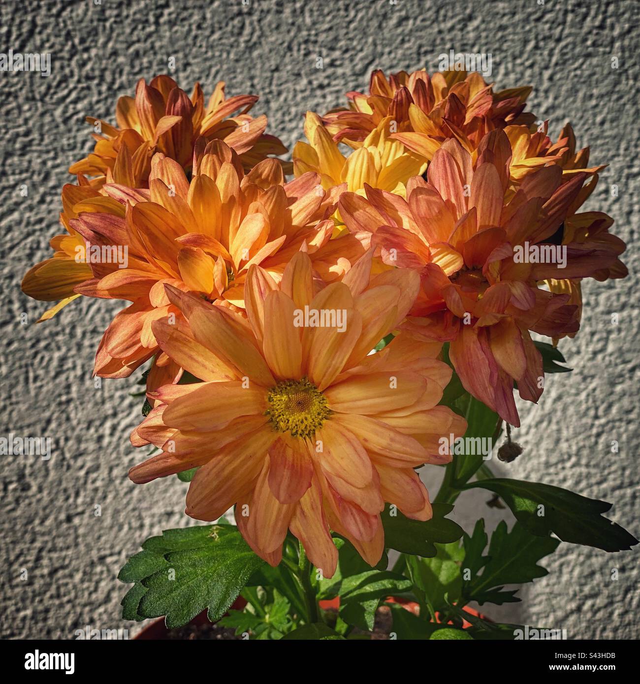 Orange aster hi-res stock photography and images - Alamy