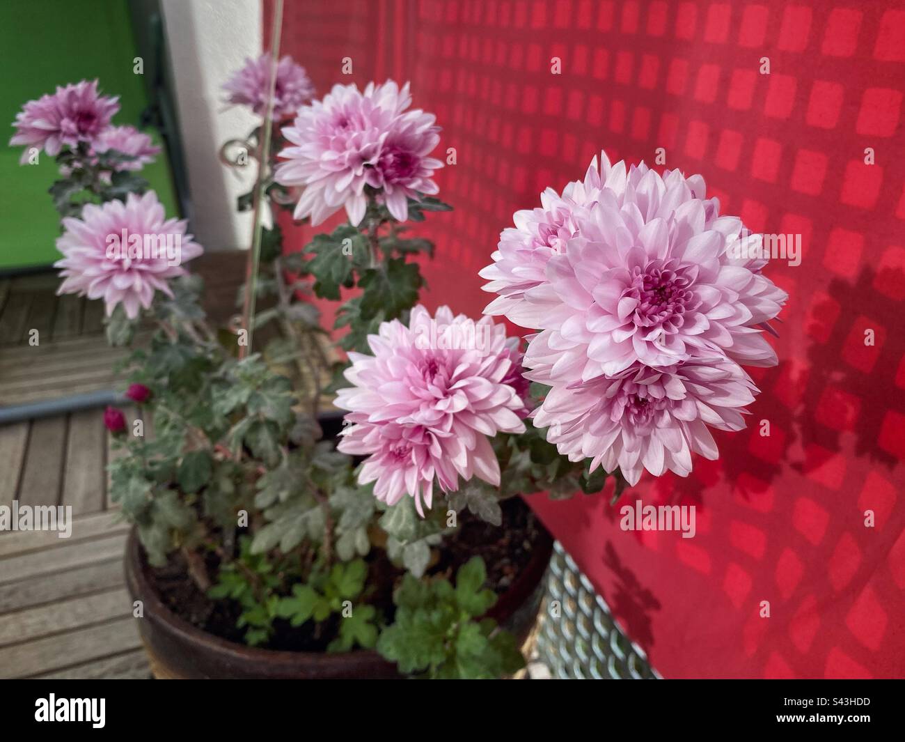 Pink blossoming chrysanthemum flowers in big flower pot on a balcony with red curtain. - Smartphone Captured Stock Image