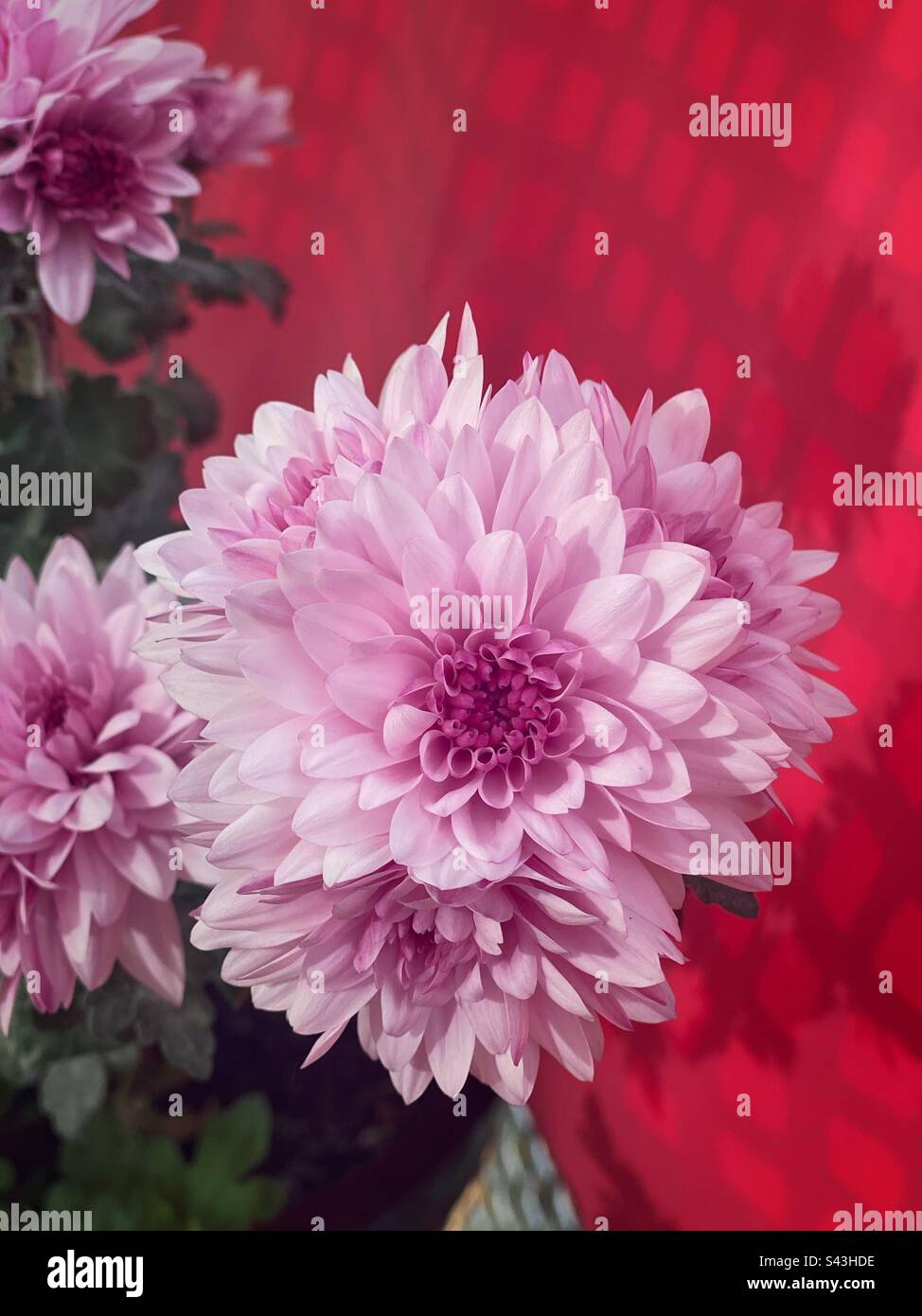 Close-up pink chrysanthemum flower with red background. - Smartphone Captured Stock Image